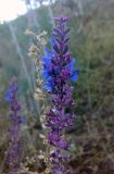 Salvia deserta