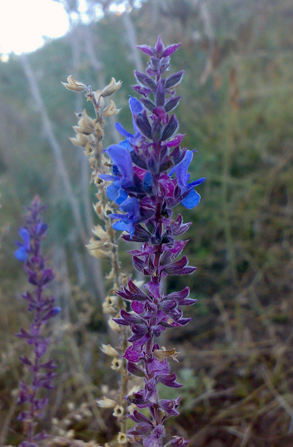 Изображение особи Salvia deserta.