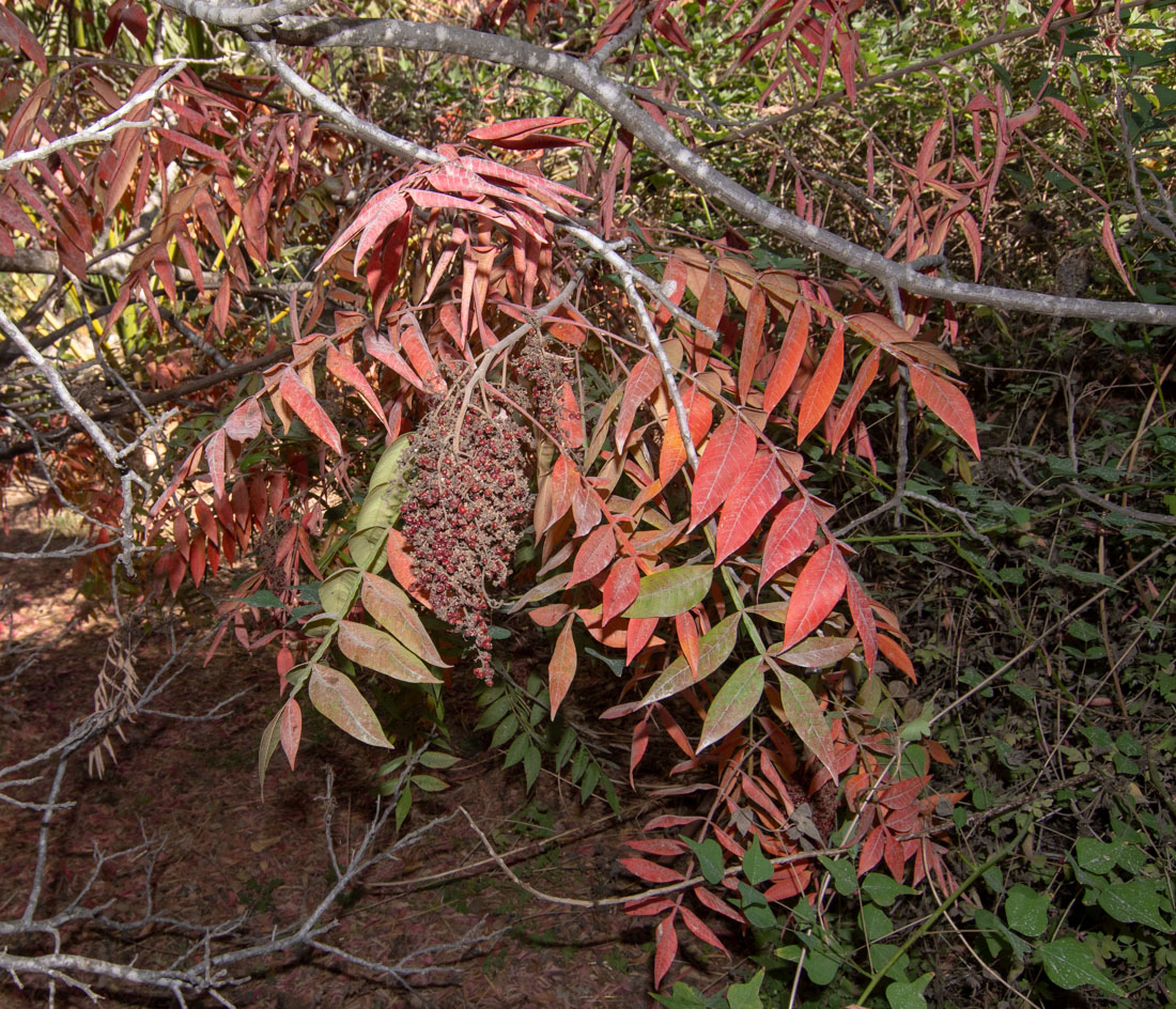 Image of Rhus copallinum specimen.