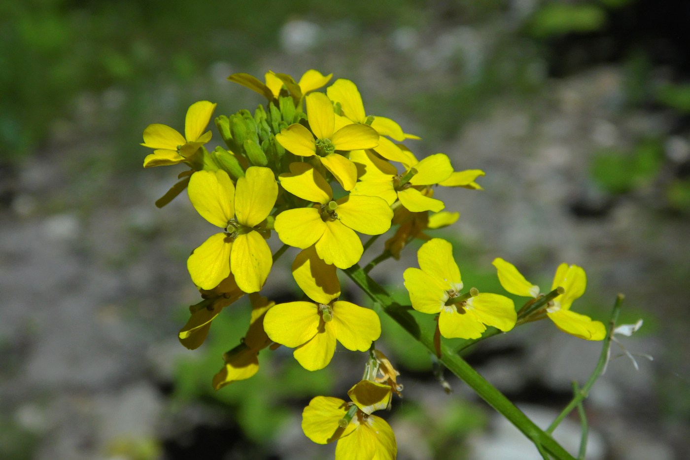 Image of Erysimum aureum specimen.