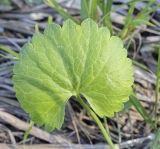 Ranunculus cassubicus. Лист. Владимирская обл., г. Александров, разнотравный сырой луг. 18.06.2022.