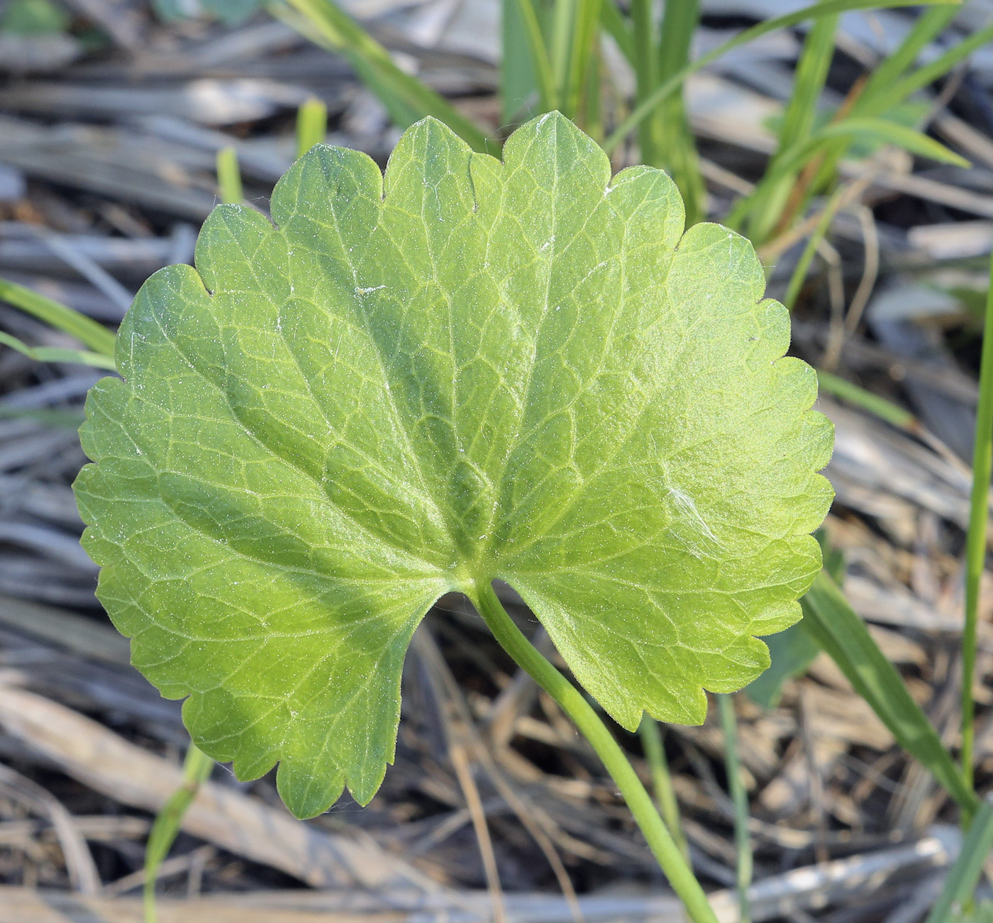 Image of Ranunculus cassubicus specimen.