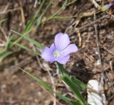 genus Linum