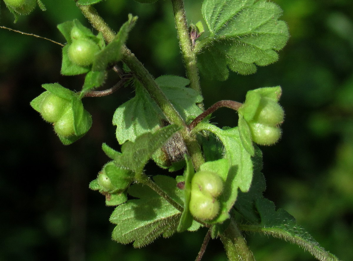 Image of Veronica polita specimen.