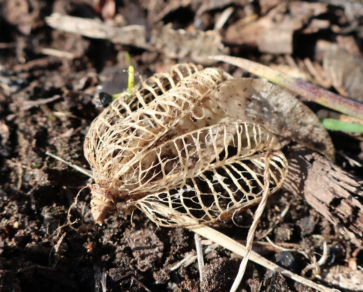 Image of Lilium lancifolium specimen.