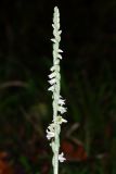 Spiranthes spiralis. Соцветие. Краснодарский край, г/о. Сочи, Адлерский р-н, окр. с. Хлебороб, заброшенный сад. 23 сентября 2021 г.