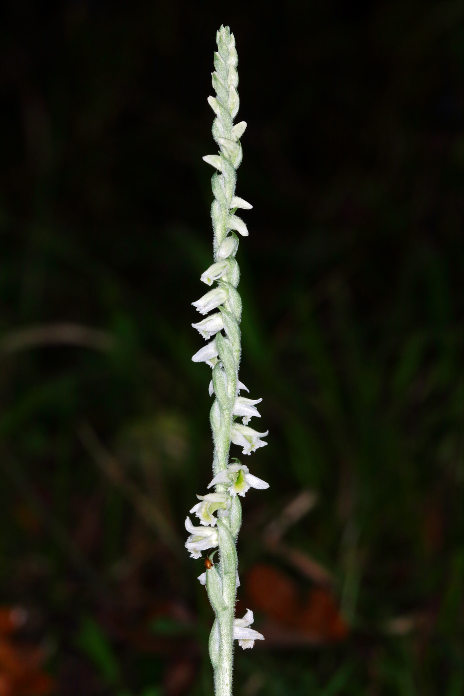 Изображение особи Spiranthes spiralis.