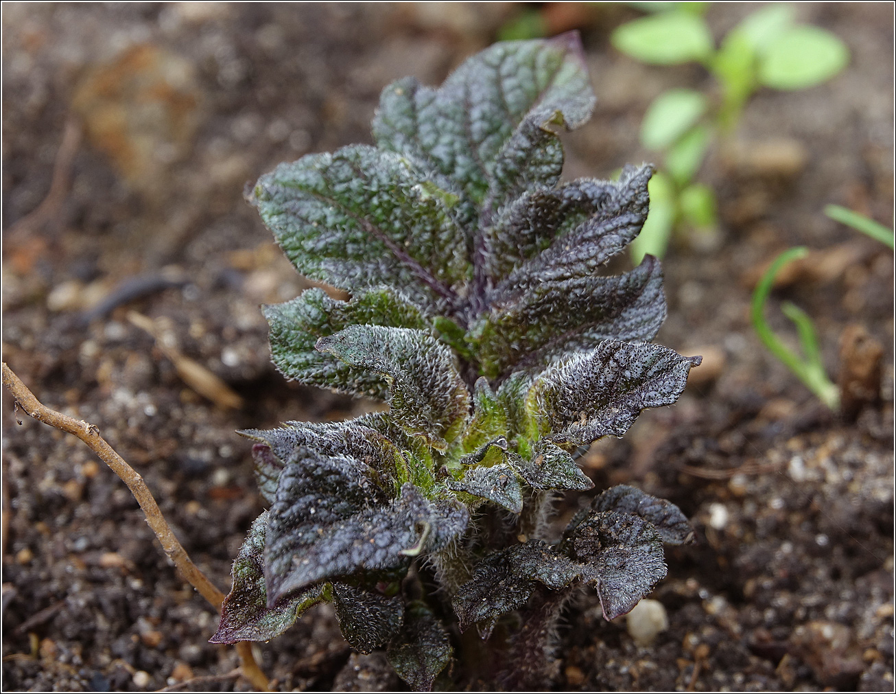 Изображение особи Solanum tuberosum.