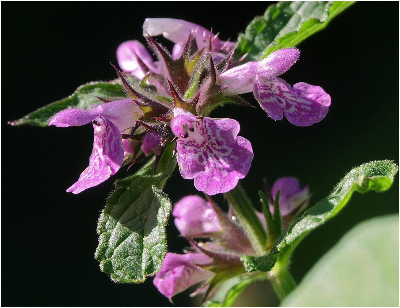 Image of Stachys palustris specimen.