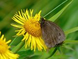 Inula britannica