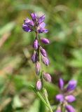 Polygala comosa. Соцветие. Марий Эл, Медведевский р-н, окр. пос. Куяр, разнотравный луг. 20.08.2022.