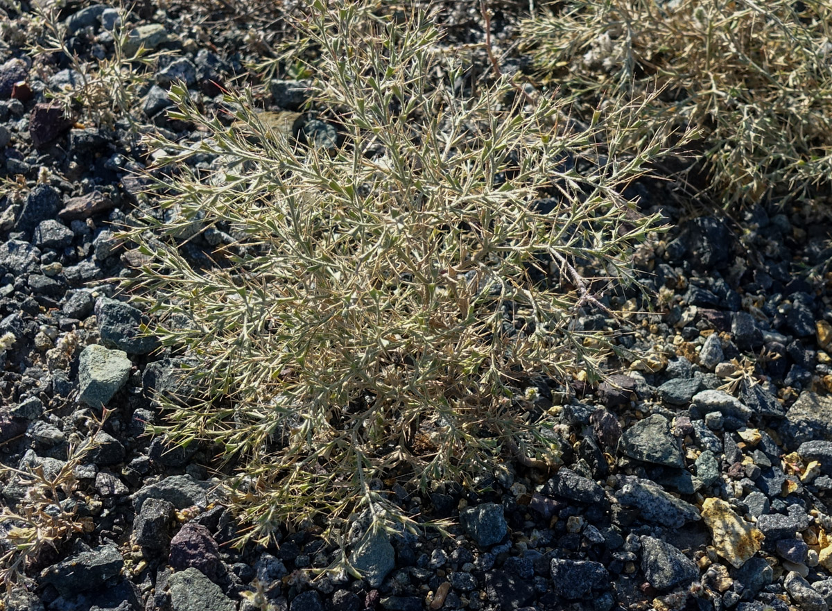 Изображение особи Ceratocarpus arenarius.