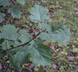 Sorbus torminalis