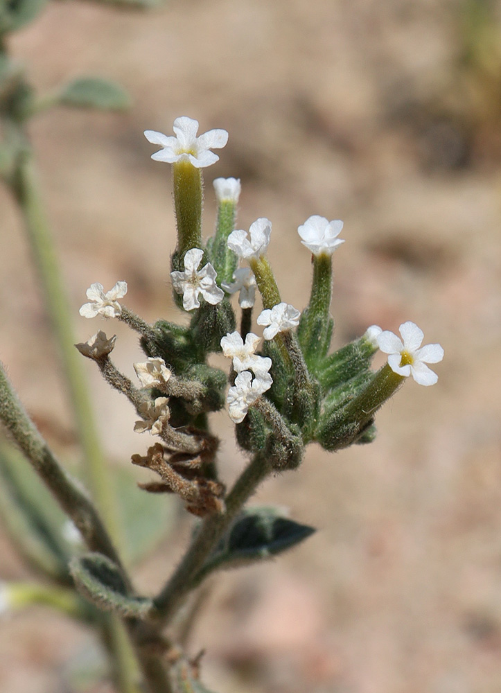 Изображение особи Heliotropium olgae.