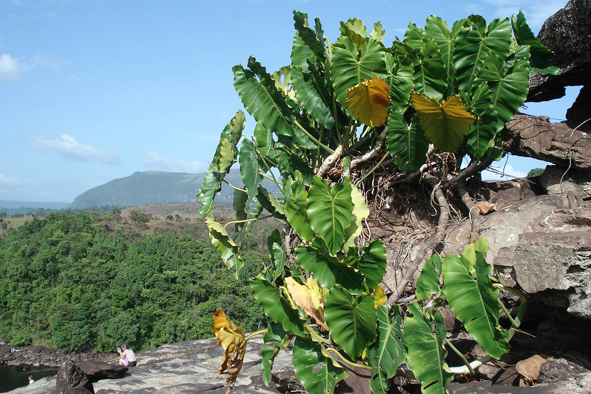 Изображение особи род Philodendron.