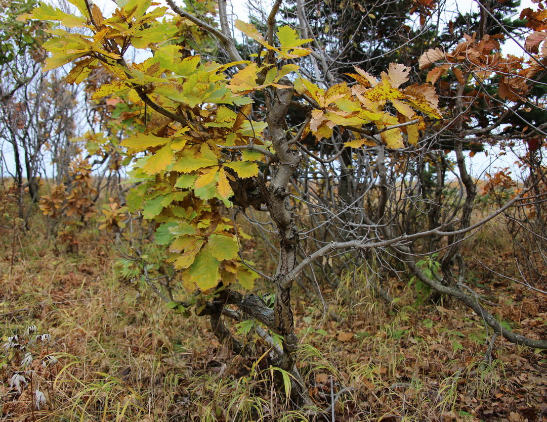 Image of Quercus mongolica specimen.