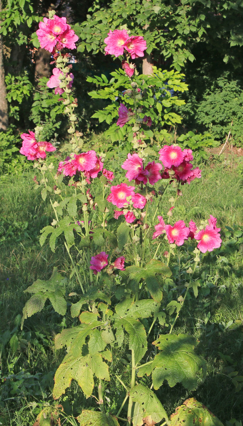 Image of Alcea rosea specimen.