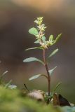 Sedum stoloniferum