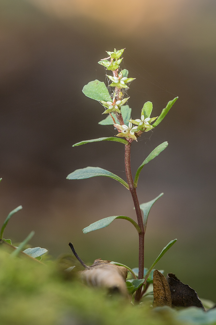 Image of Sedum stoloniferum specimen.