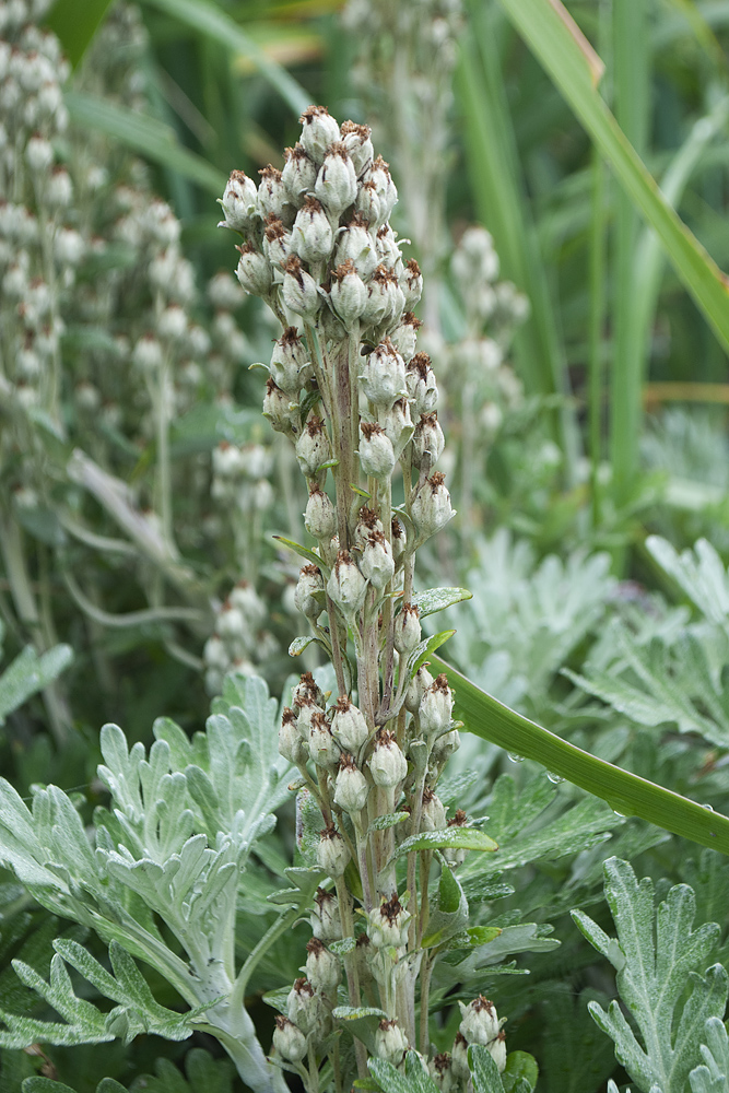 Изображение особи Artemisia stelleriana.