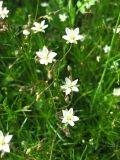 Spergula arvensis