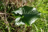 Arum palaestinum. Лист. Израиль, лесопарк Шоам. 11.12.2022.