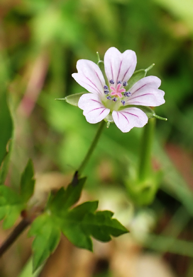 Image of Geranium sibiricum specimen.