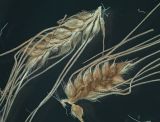 Echinochloa caudata