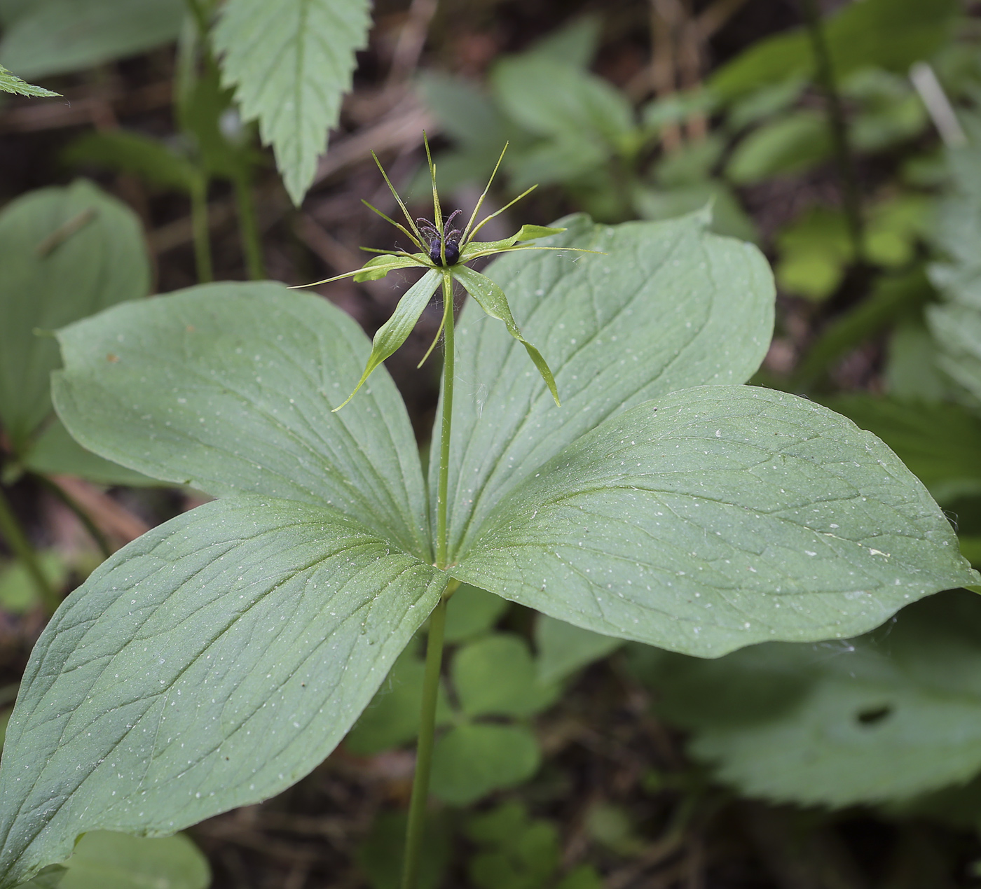 Изображение особи Paris quadrifolia.