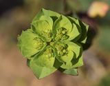 Euphorbia helioscopia. Соцветие с цветками и завязавшимися плодами. Испания, автономное сообщество Каталония, провинция Жирона, комарка Баш Эмпорда, муниципалитет Калонже, междурядье на винограднике. 04.03.2023.