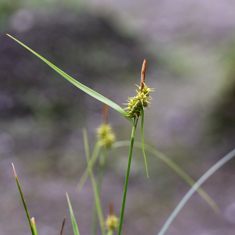 Image of Carex flava specimen.