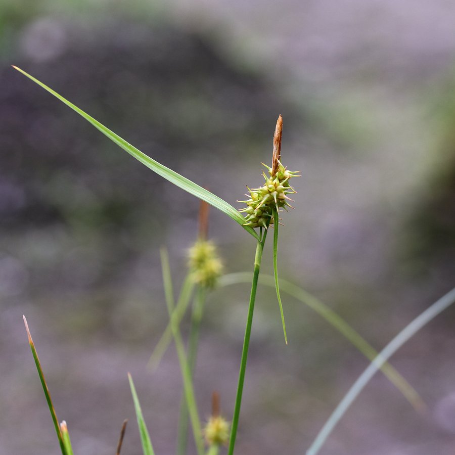 Изображение особи Carex flava.