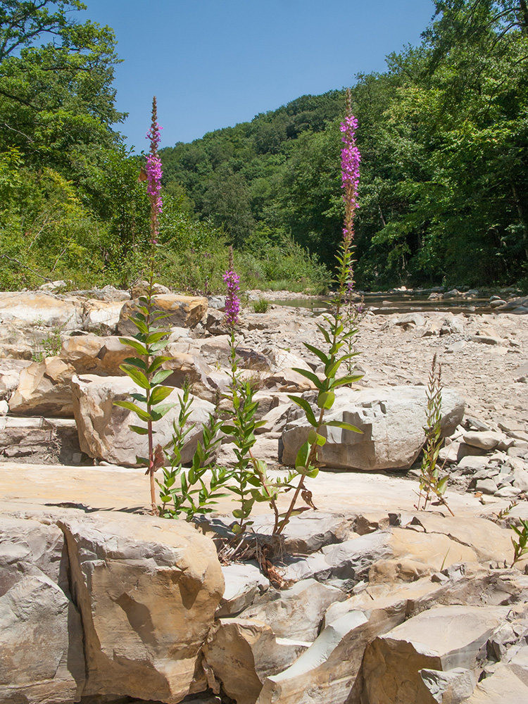 Image of Lythrum salicaria specimen.