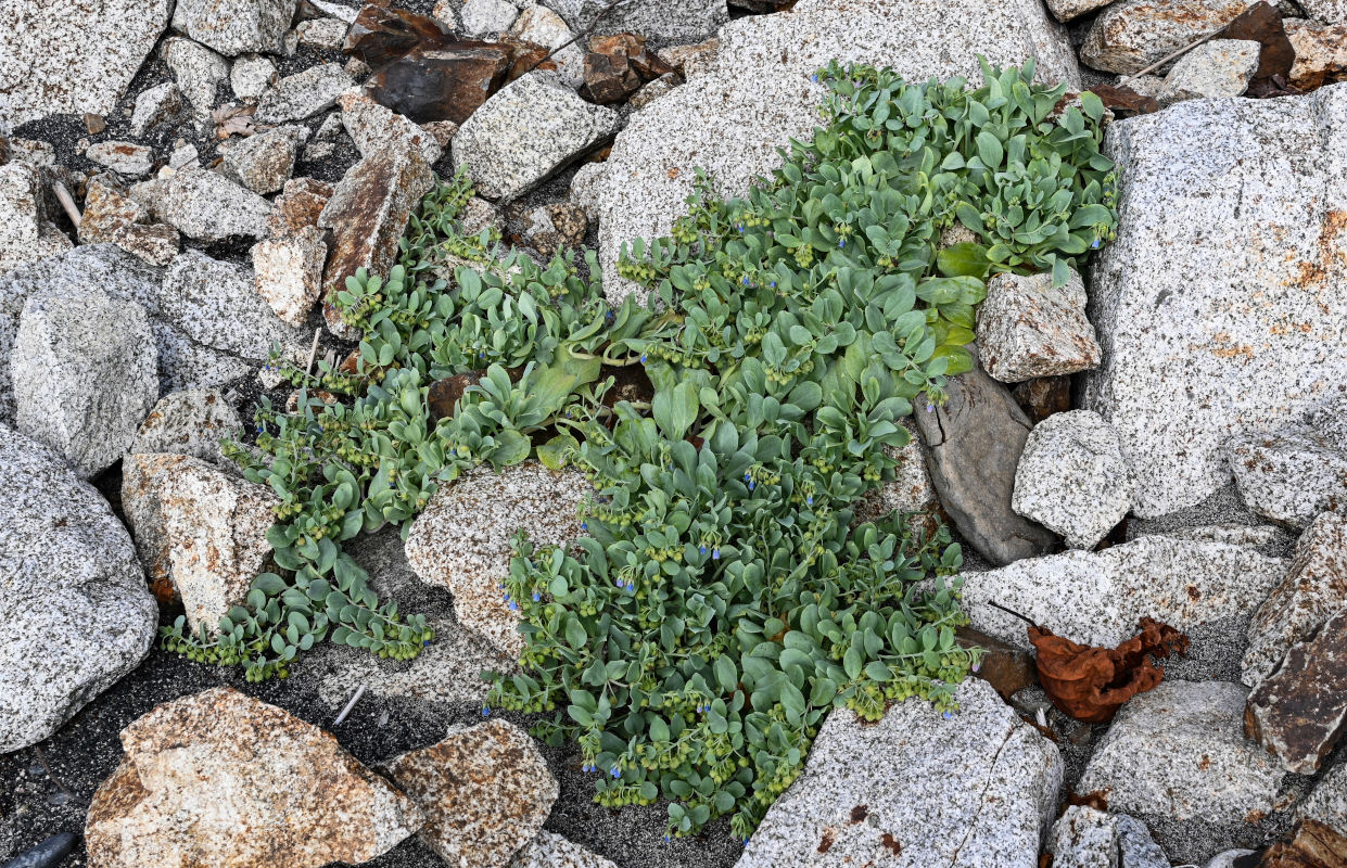 Image of Mertensia maritima specimen.