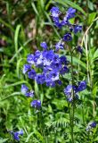 Polemonium caeruleum. Верхушка побега с соцветиями. Хакасия, Орджоникидзевский р-н, верховья р. Правая Сарала, луг. 08.06.2022.