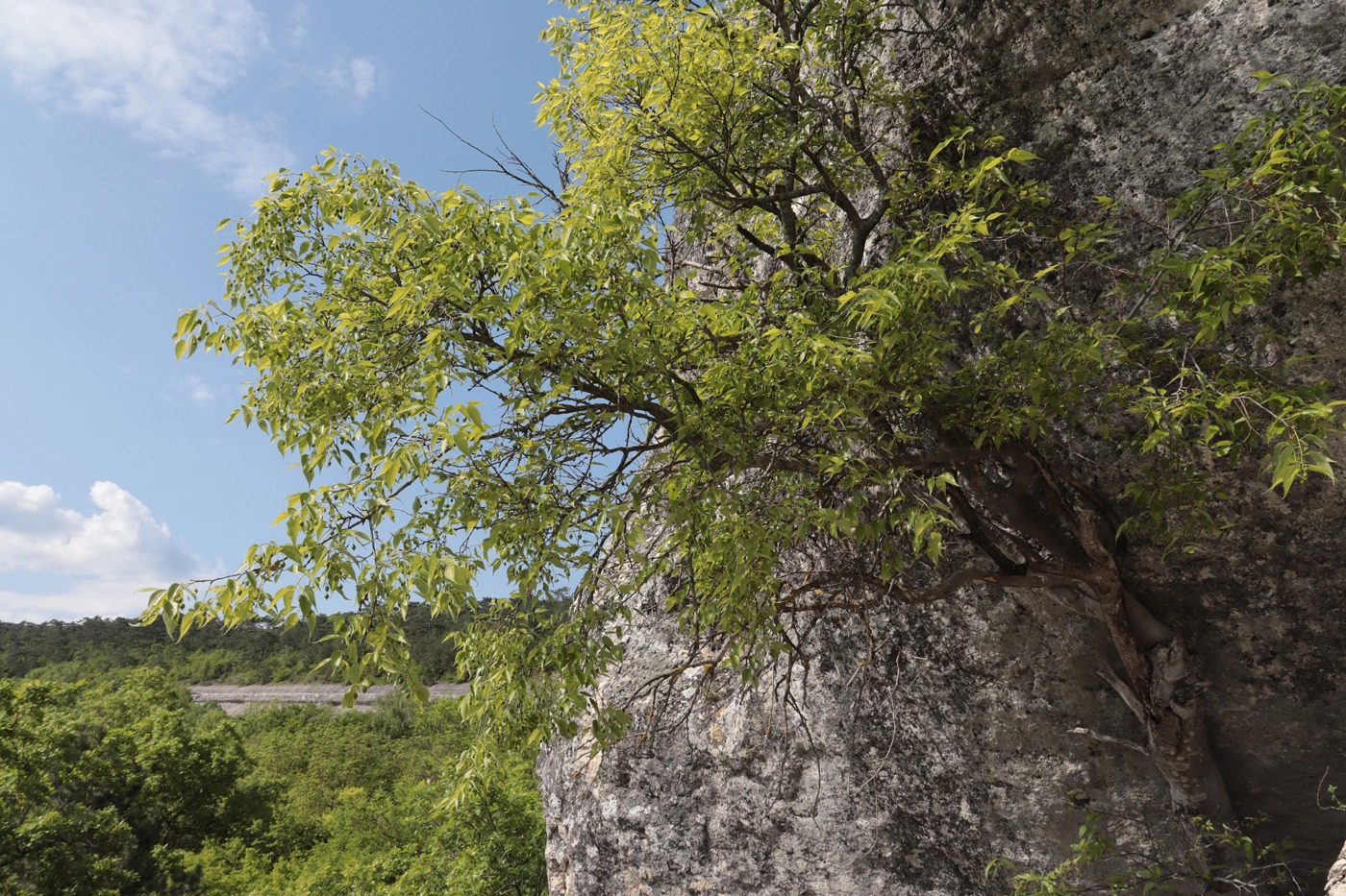 Изображение особи Celtis australis.