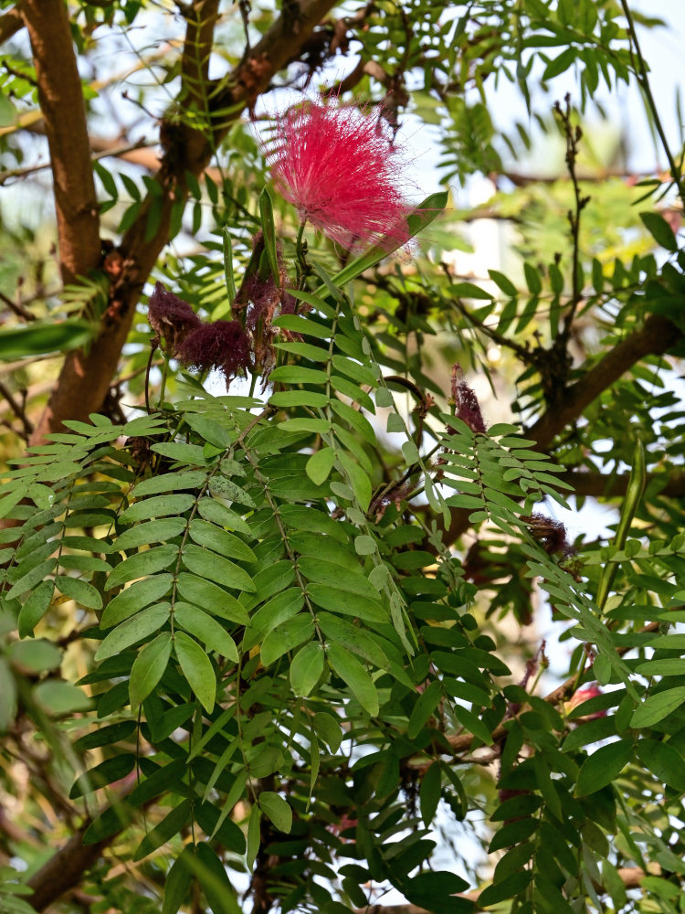 Image of Calliandra haematocephala specimen.