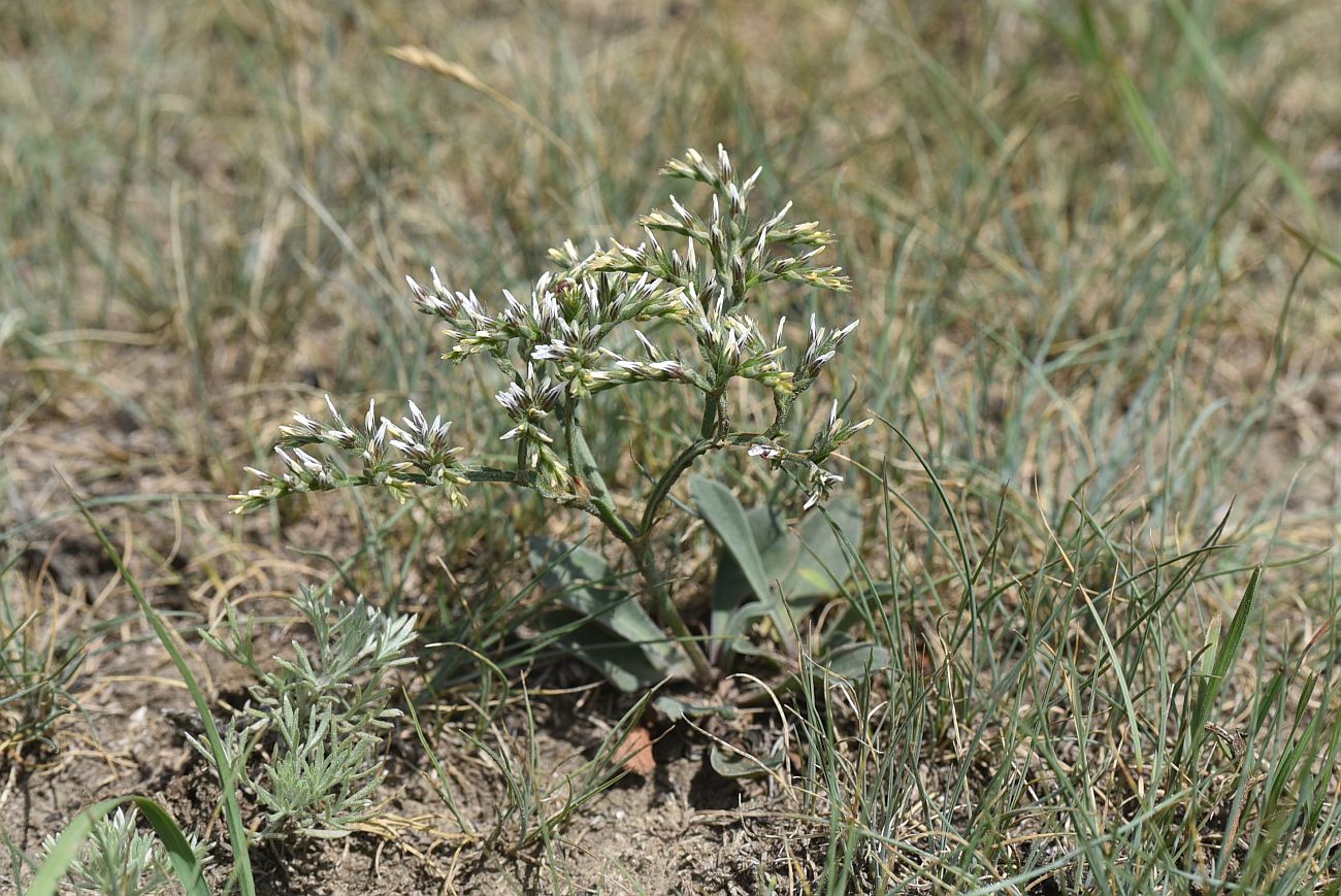 Изображение особи Goniolimon tataricum.