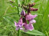 Vicia sepium