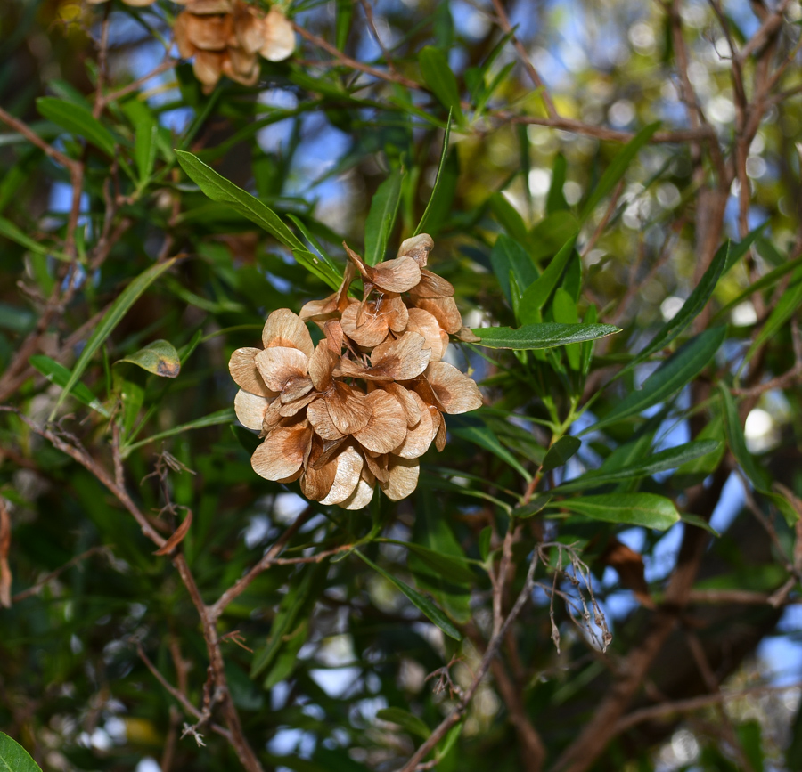 Изображение особи Dodonaea viscosa.