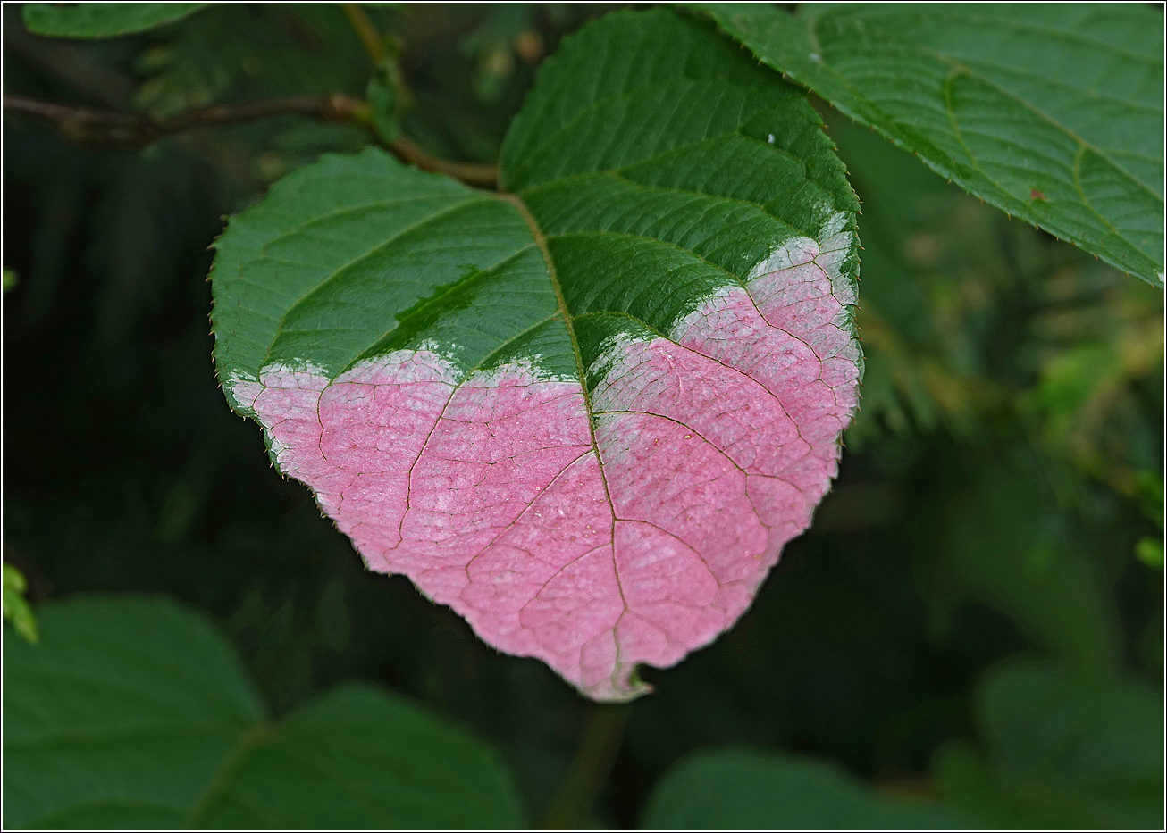 Image of Actinidia kolomikta specimen.