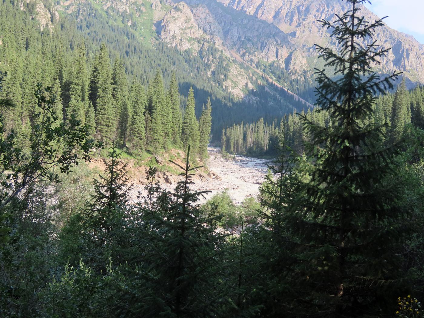 Image of Picea schrenkiana specimen.