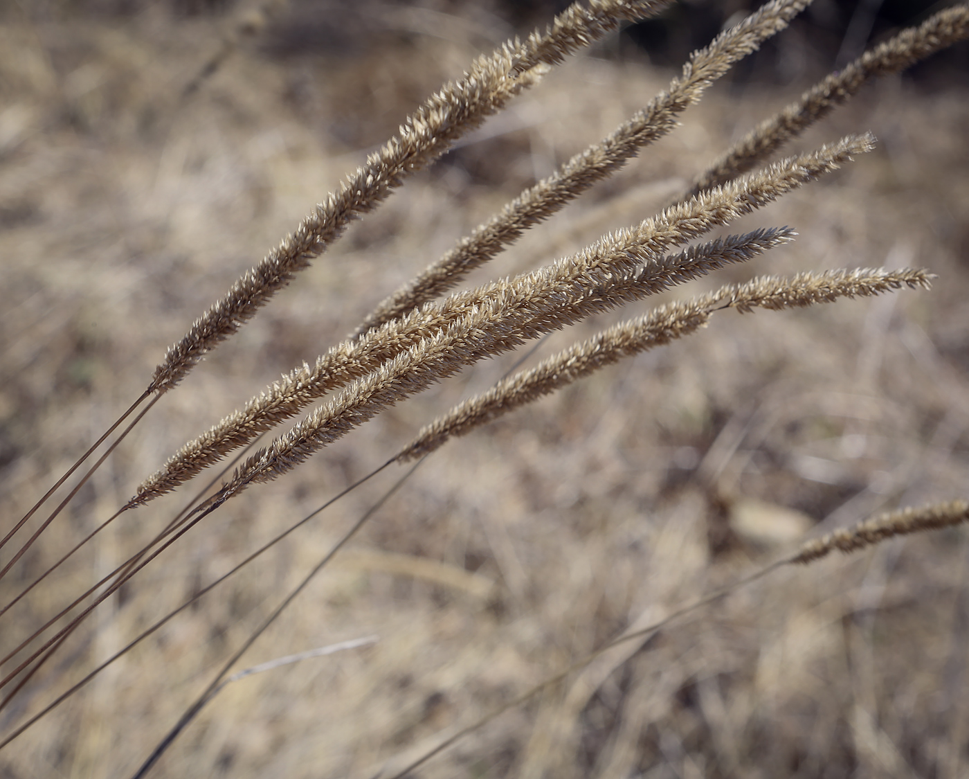 Изображение особи Phleum phleoides.