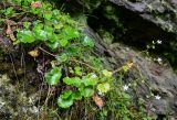 Saxifraga repanda