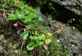 Saxifraga repanda. Цветущее растение. Грузия, Самцхе-Джавахети, г. Боржоми, на скале. 11.06.2023.