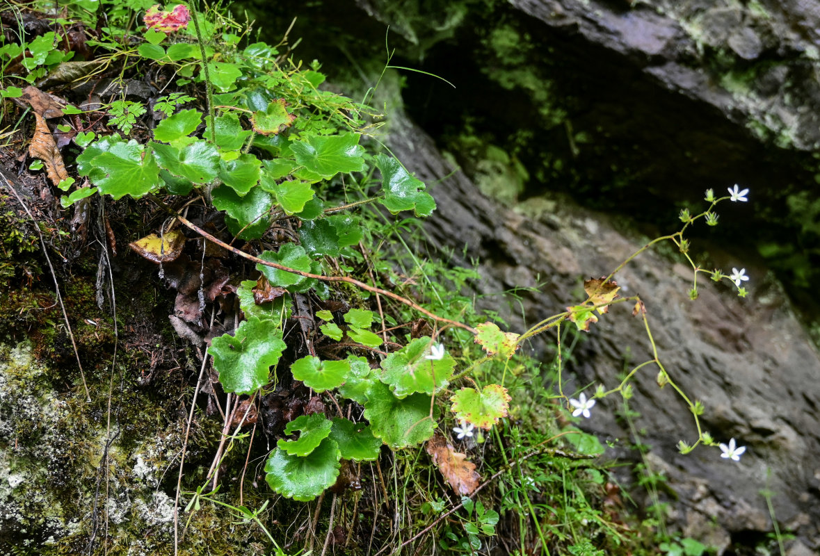 Изображение особи Saxifraga repanda.