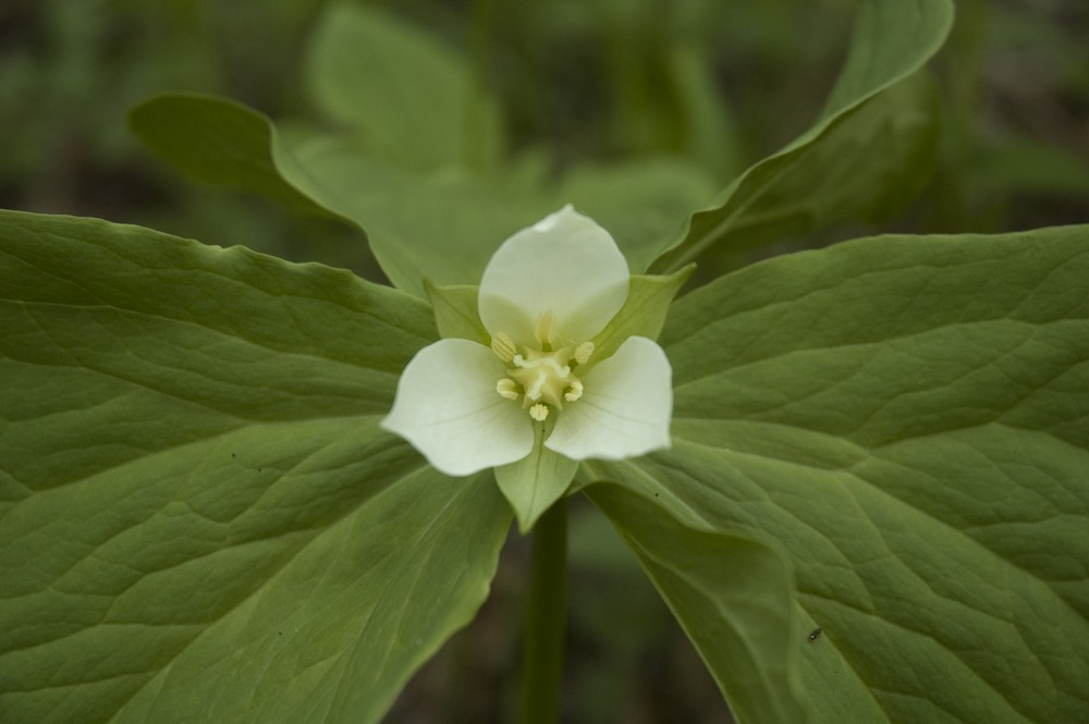 Image of Trillium &times; komarovii specimen.