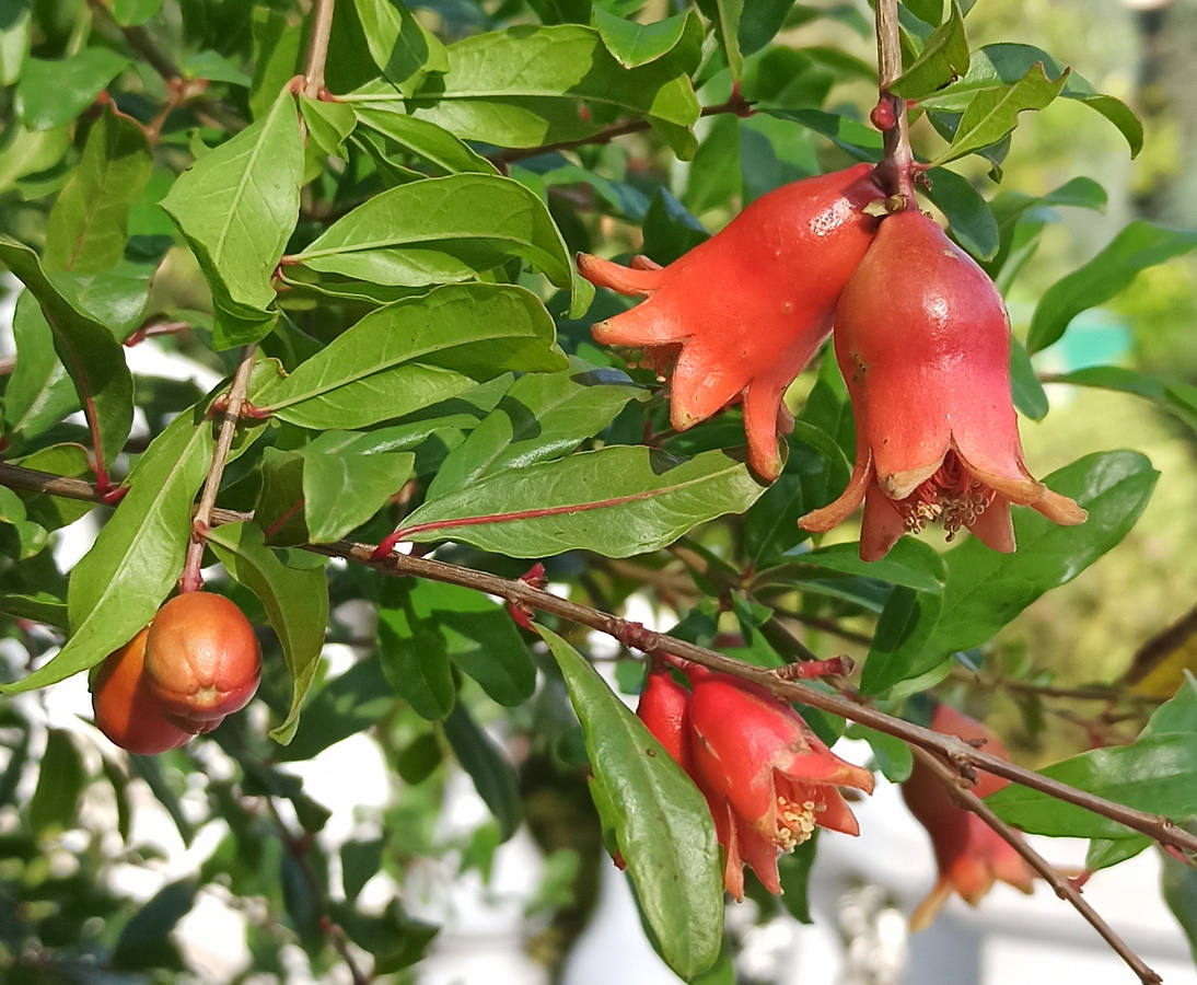 Изображение особи Punica granatum.