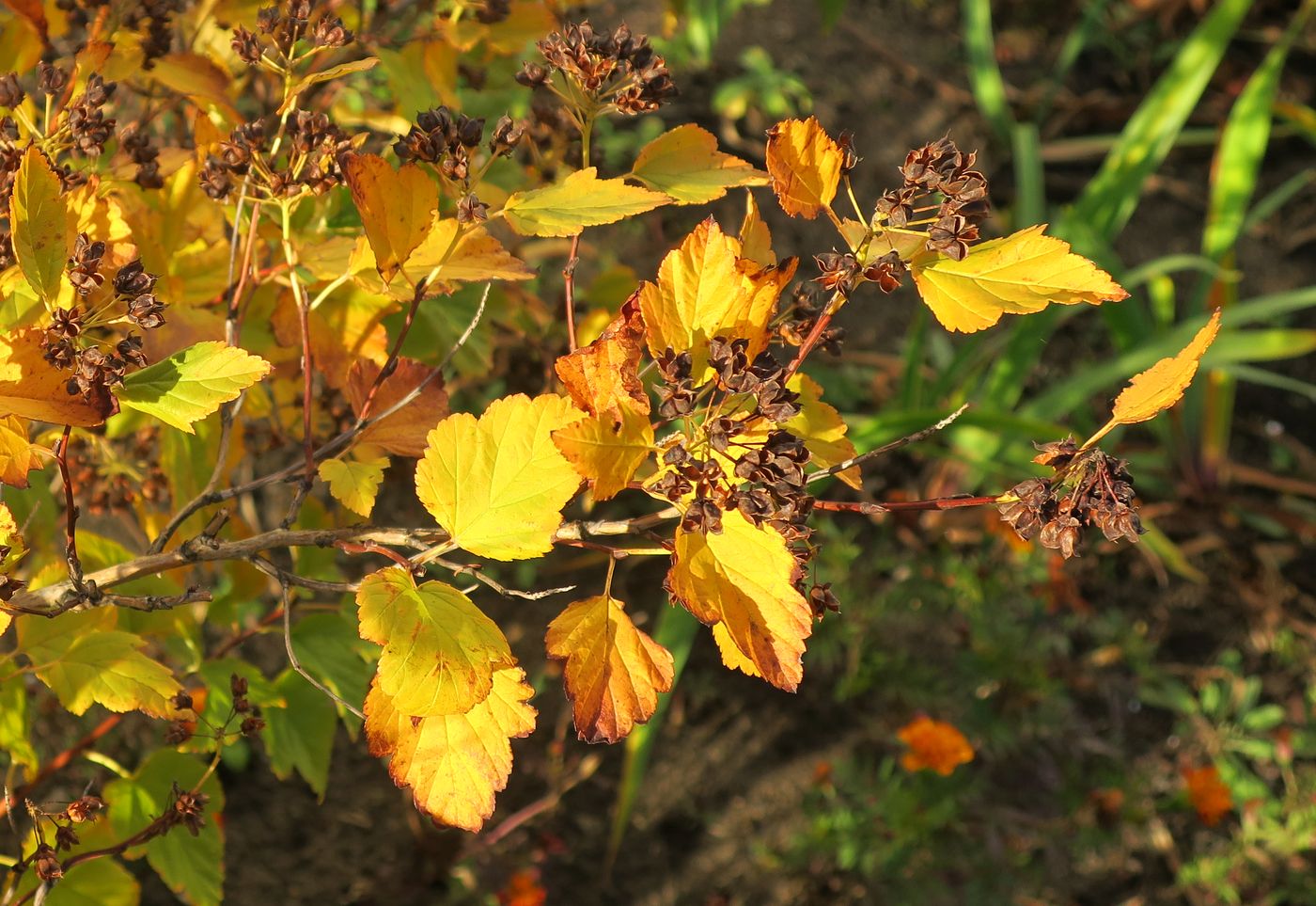 Image of Physocarpus opulifolius specimen.