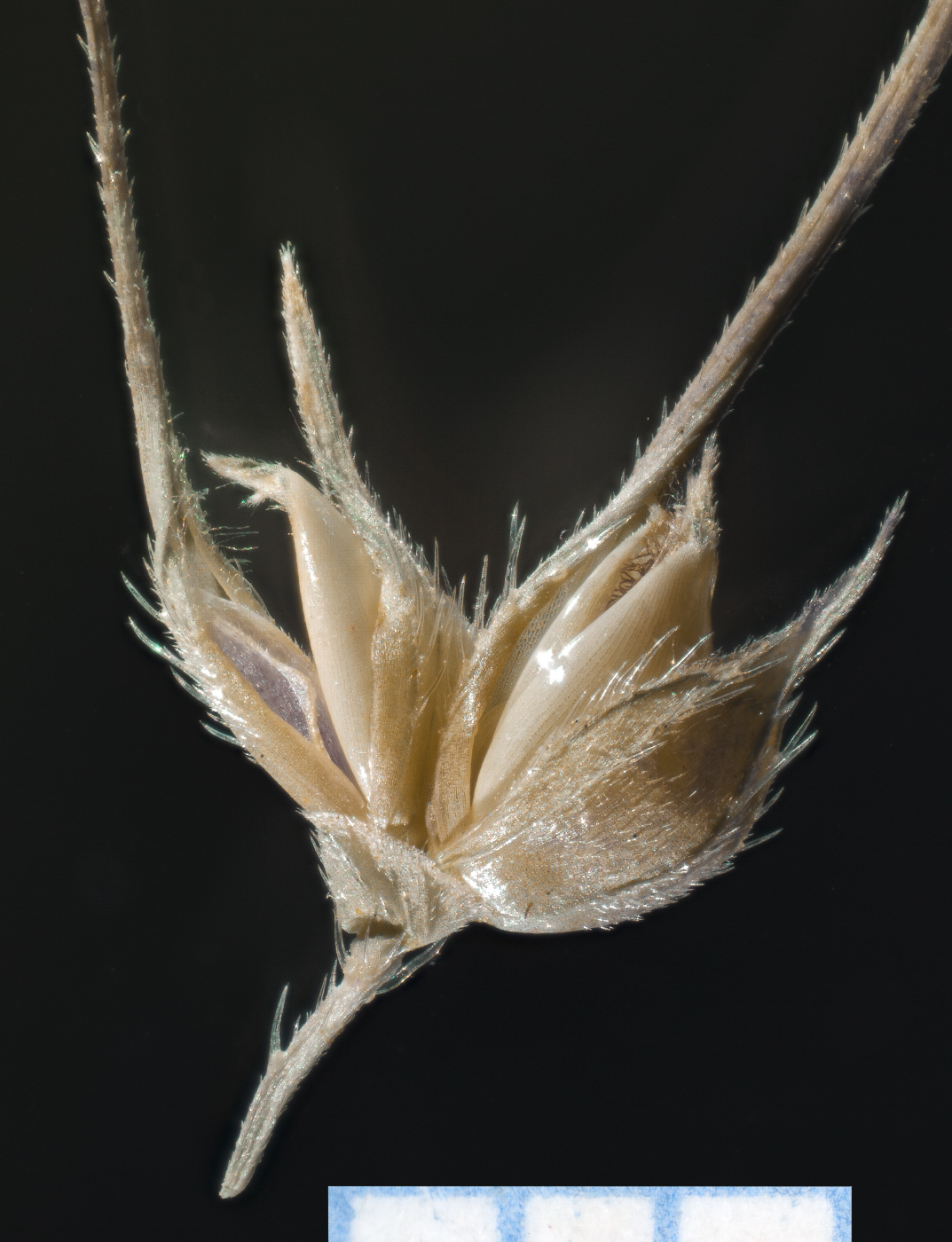Image of Echinochloa caudata specimen.